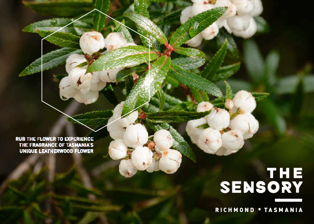 The Sensory postcard image of leatherwood